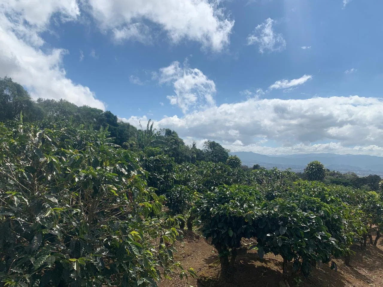 Lote en Venta en Concepcion ,San Rafael, photo 2