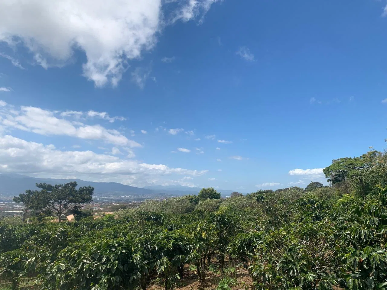 Lote en Venta en Concepcion ,San Rafael, photo 11