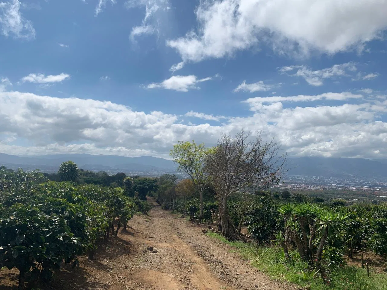 Lote en Venta en Concepcion ,San Rafael, photo 12