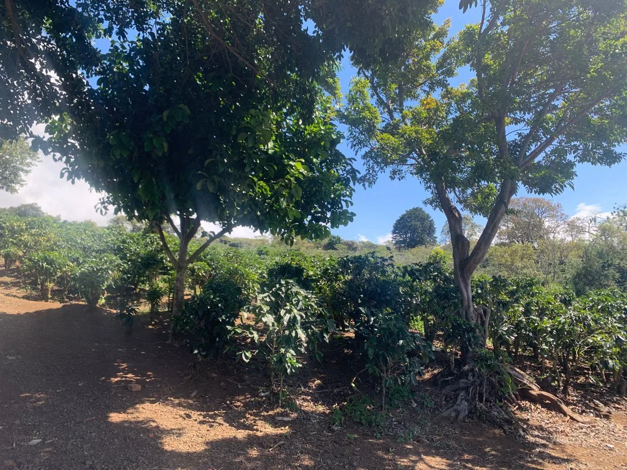 Lote en Venta en Concepcion ,San Rafael, photo 18