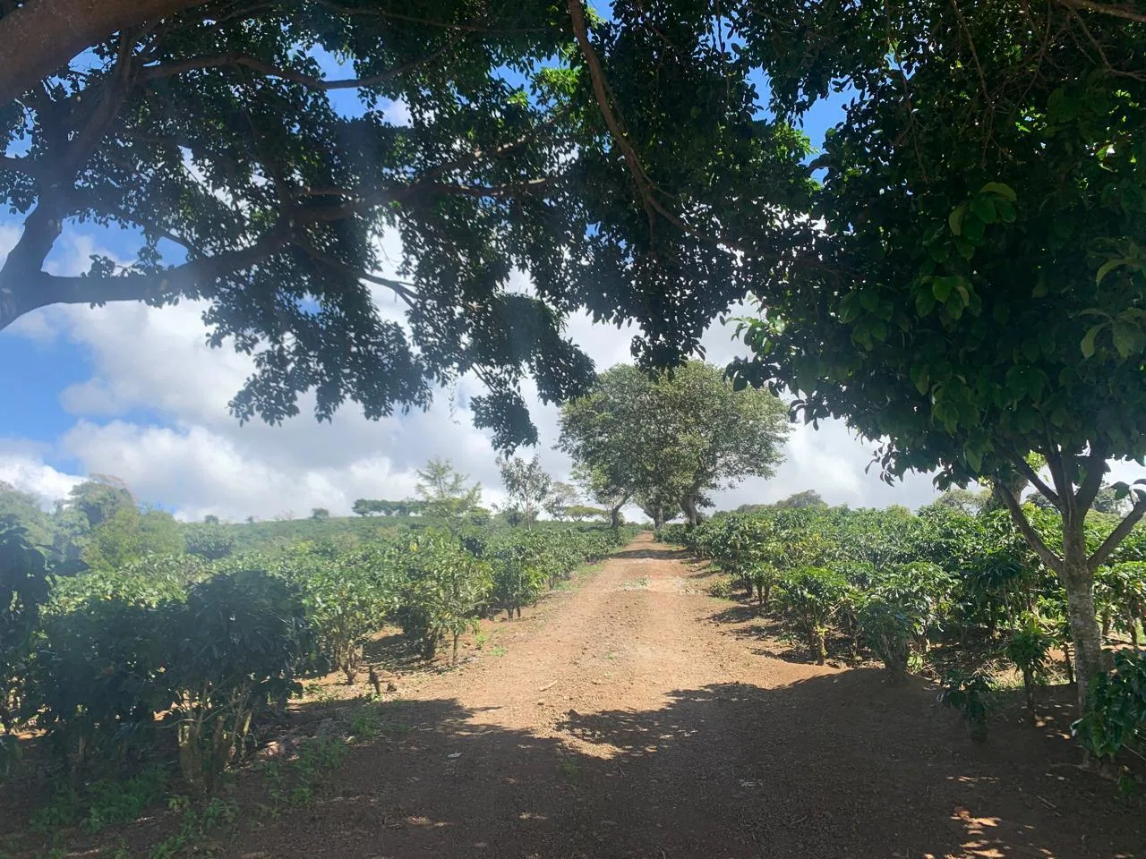 Lote en Venta en Concepcion ,San Rafael, photo 4