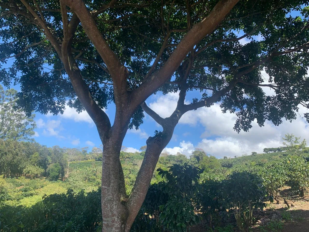 Lote en Venta en Concepcion ,San Rafael, photo 6