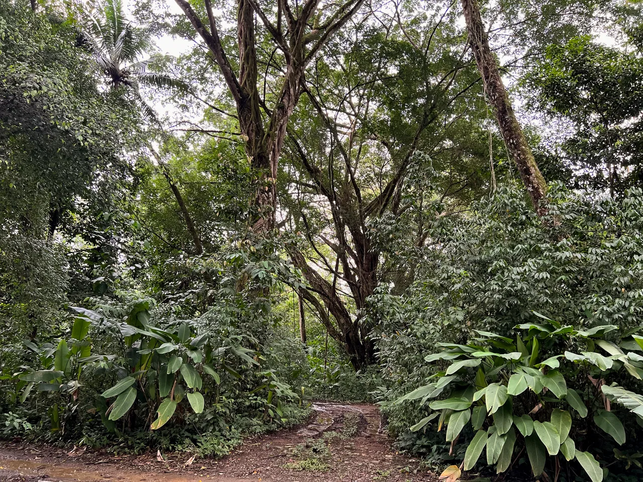 WALK TO BEACH DEVELOPMENT LAND – 1.5 ACRES, photo 18
