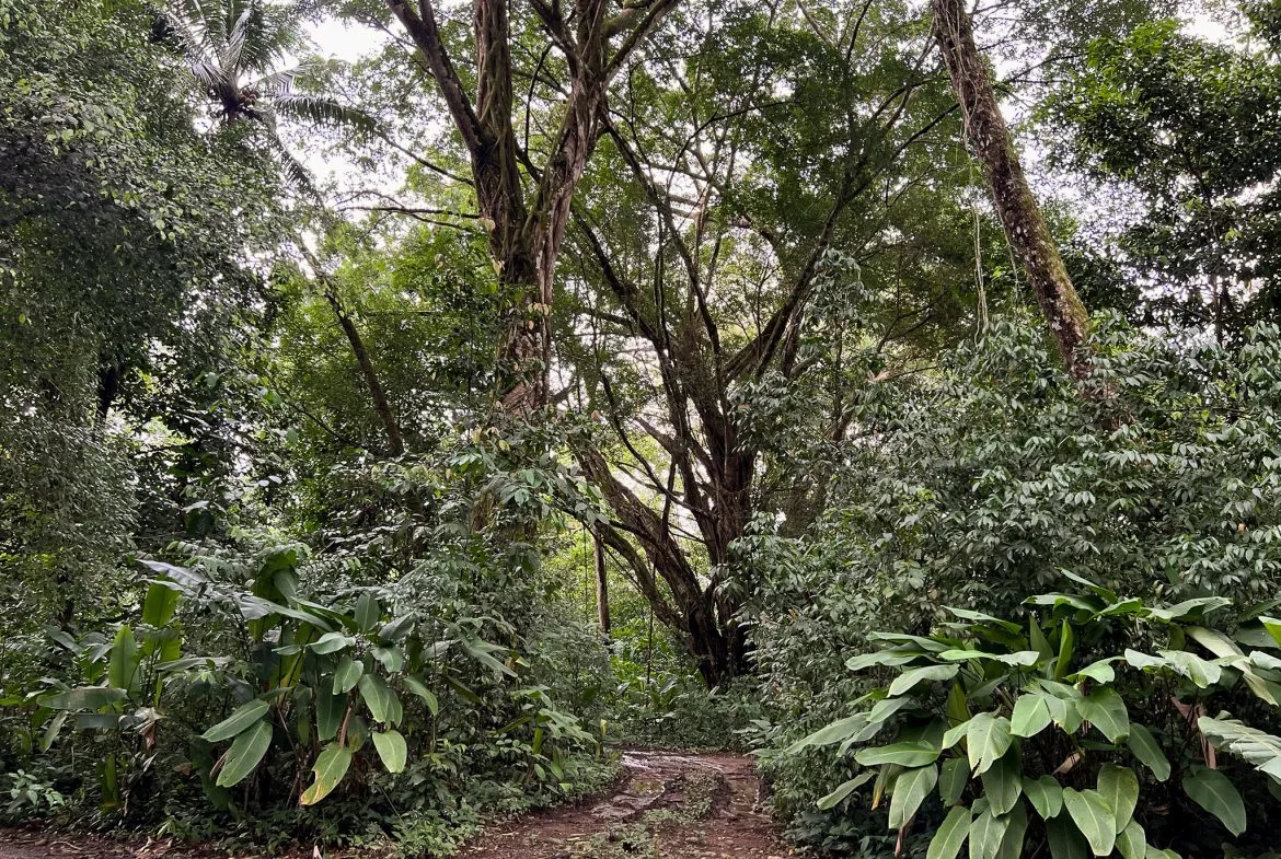 WALK TO BEACH DEVELOPMENT LAND – 1.5 ACRES, photo 19