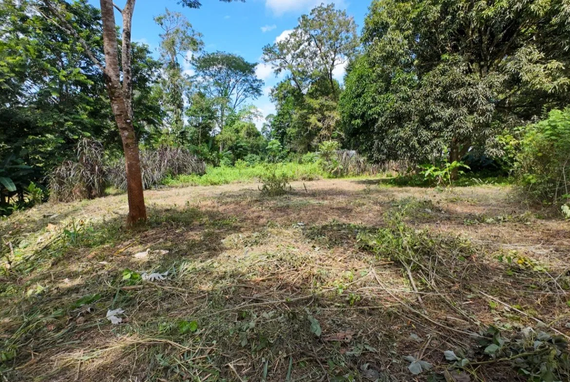 BUILDING JUNGLE PROPERTY NEAR THE RIVER, IN OJOCHAL – 2.44 ACRES, photo 12