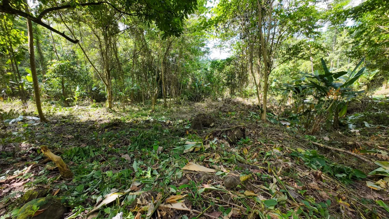 BUILDING JUNGLE PROPERTY NEAR THE RIVER, IN OJOCHAL – 2.44 ACRES, photo 15