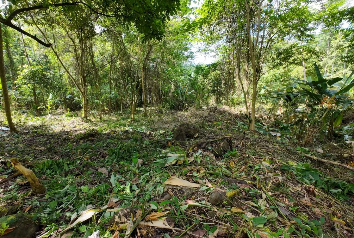 BUILDING JUNGLE PROPERTY NEAR THE RIVER, IN OJOCHAL – 2.44 ACRES, photo 16