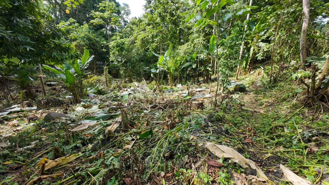 BUILDING JUNGLE PROPERTY NEAR THE RIVER, IN OJOCHAL – 2.44 ACRES, photo 17