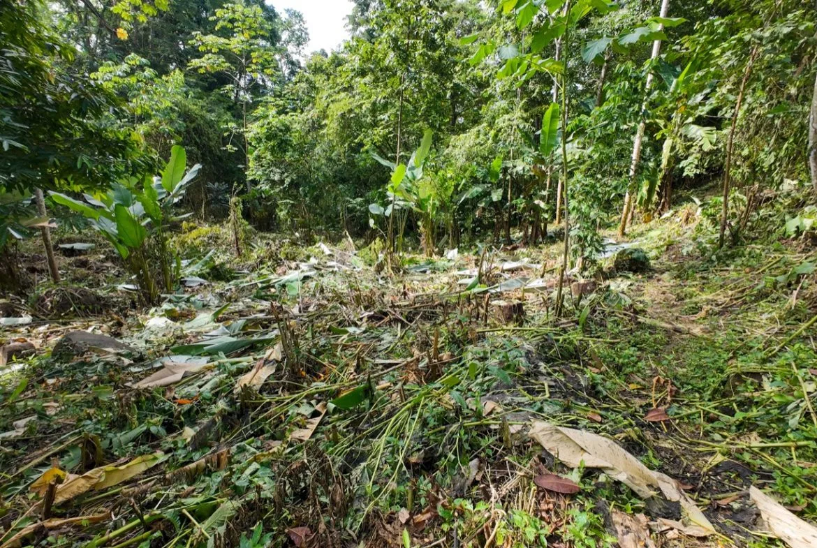 BUILDING JUNGLE PROPERTY NEAR THE RIVER, IN OJOCHAL – 2.44 ACRES, photo 18