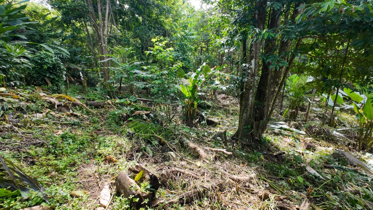BUILDING JUNGLE PROPERTY NEAR THE RIVER, IN OJOCHAL – 2.44 ACRES, photo 19
