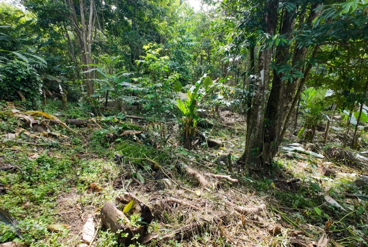 BUILDING JUNGLE PROPERTY NEAR THE RIVER, IN OJOCHAL – 2.44 ACRES, photo 20
