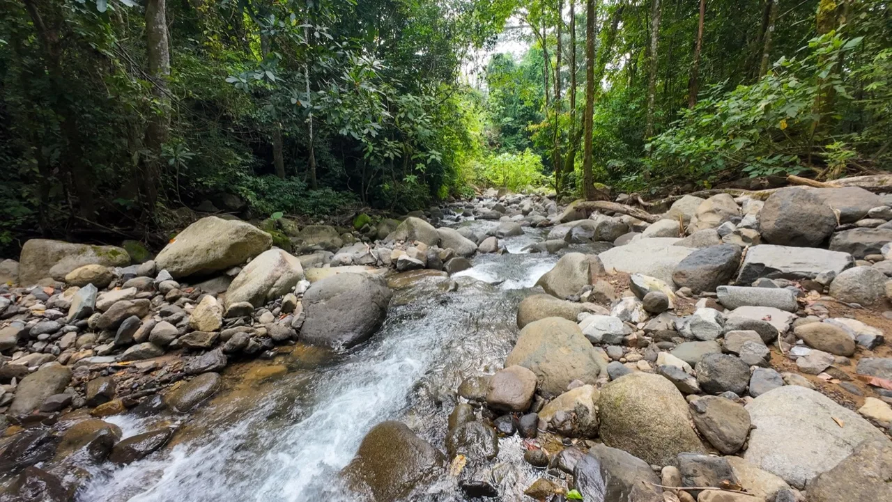 BUILDING JUNGLE PROPERTY NEAR THE RIVER, IN OJOCHAL – 2.44 ACRES, photo 3