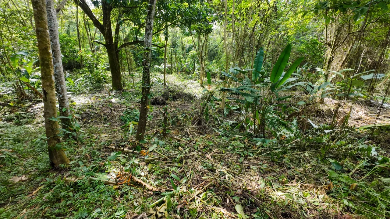 BUILDING JUNGLE PROPERTY NEAR THE RIVER, IN OJOCHAL – 2.44 ACRES, photo 21