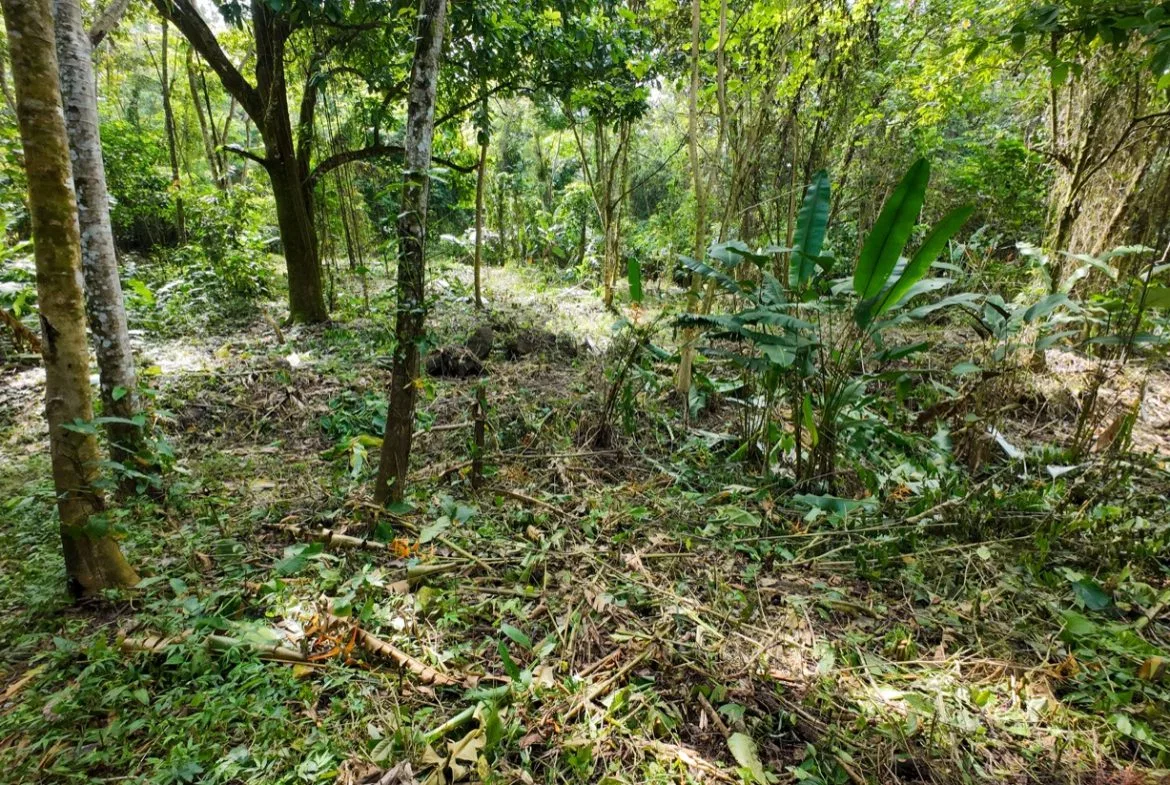 BUILDING JUNGLE PROPERTY NEAR THE RIVER, IN OJOCHAL – 2.44 ACRES, photo 22
