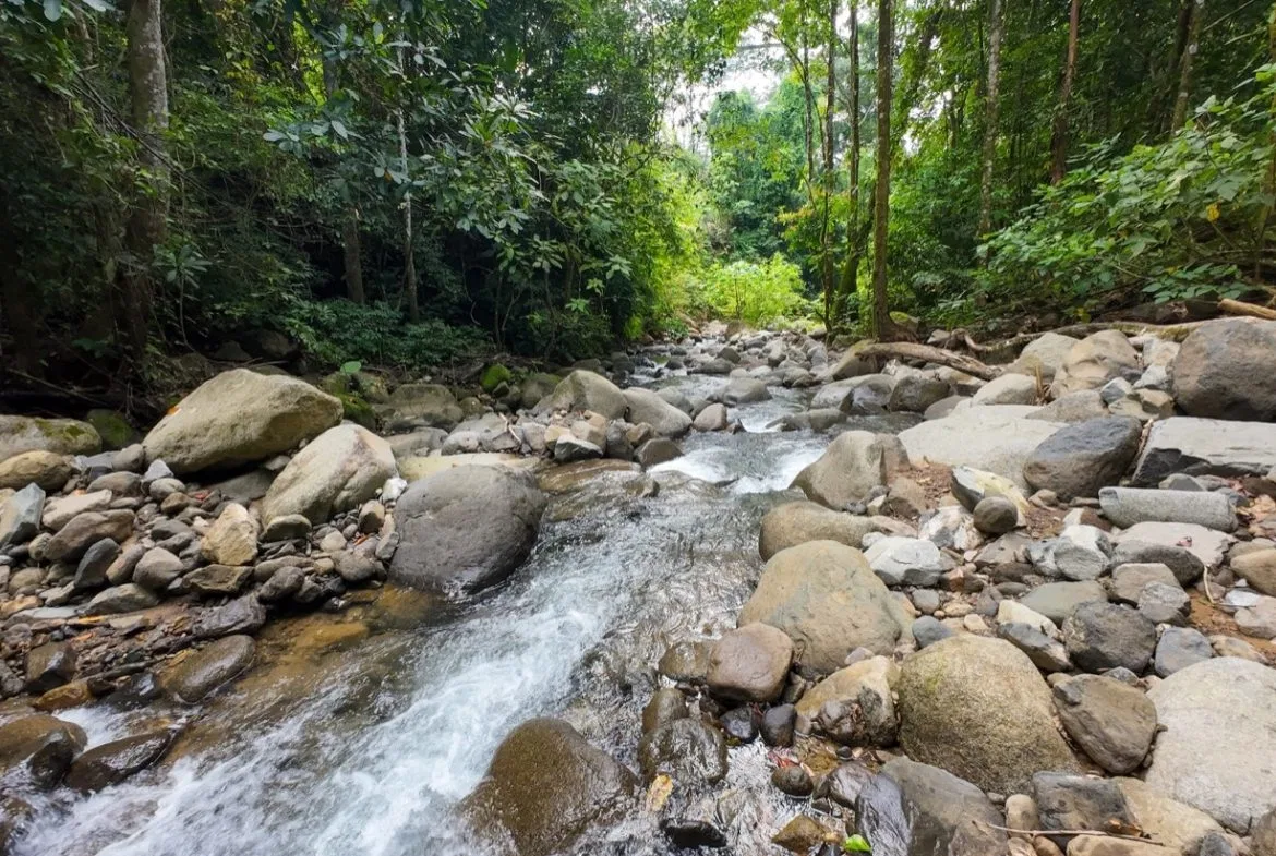 BUILDING JUNGLE PROPERTY NEAR THE RIVER, IN OJOCHAL – 2.44 ACRES, photo 4