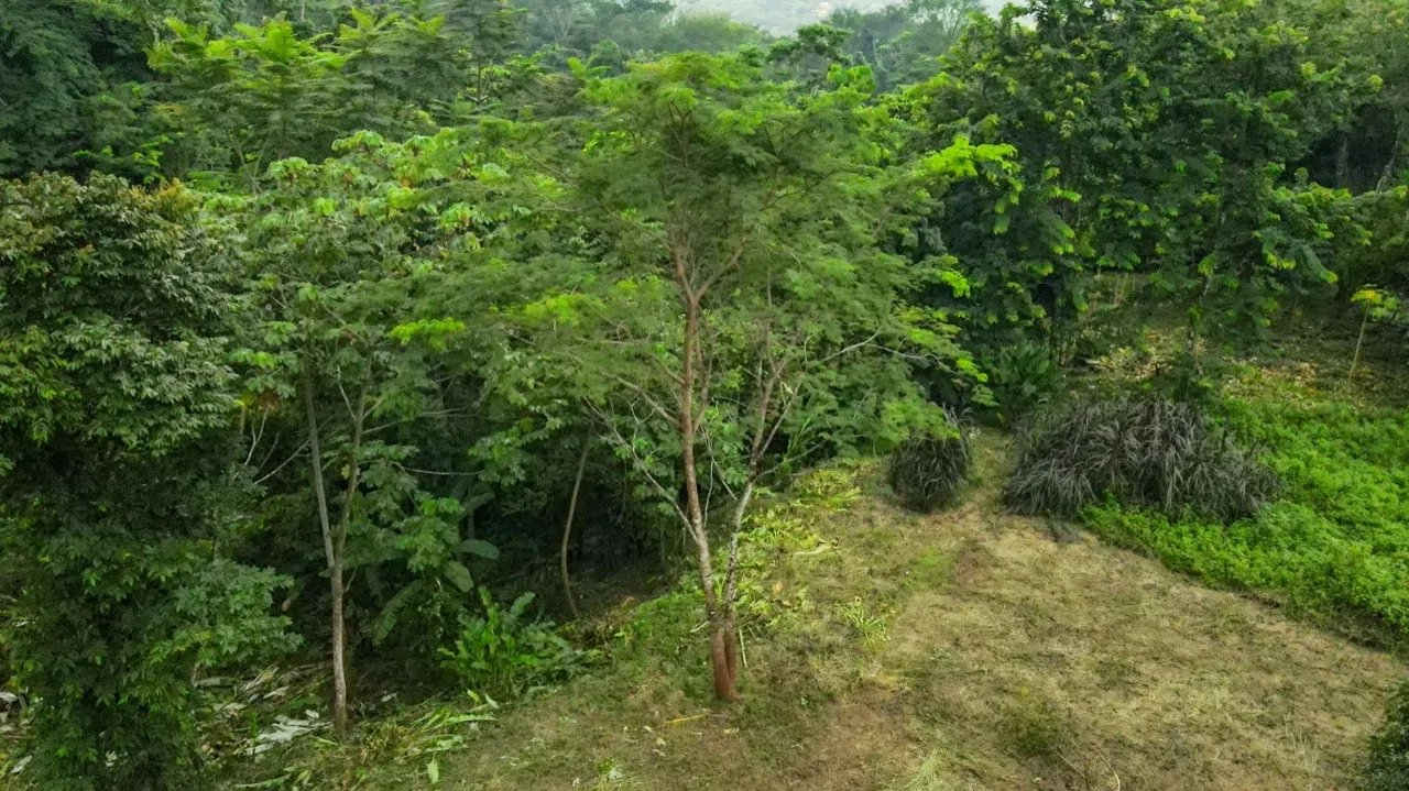 BUILDING JUNGLE PROPERTY NEAR THE RIVER, IN OJOCHAL – 2.44 ACRES, photo 5