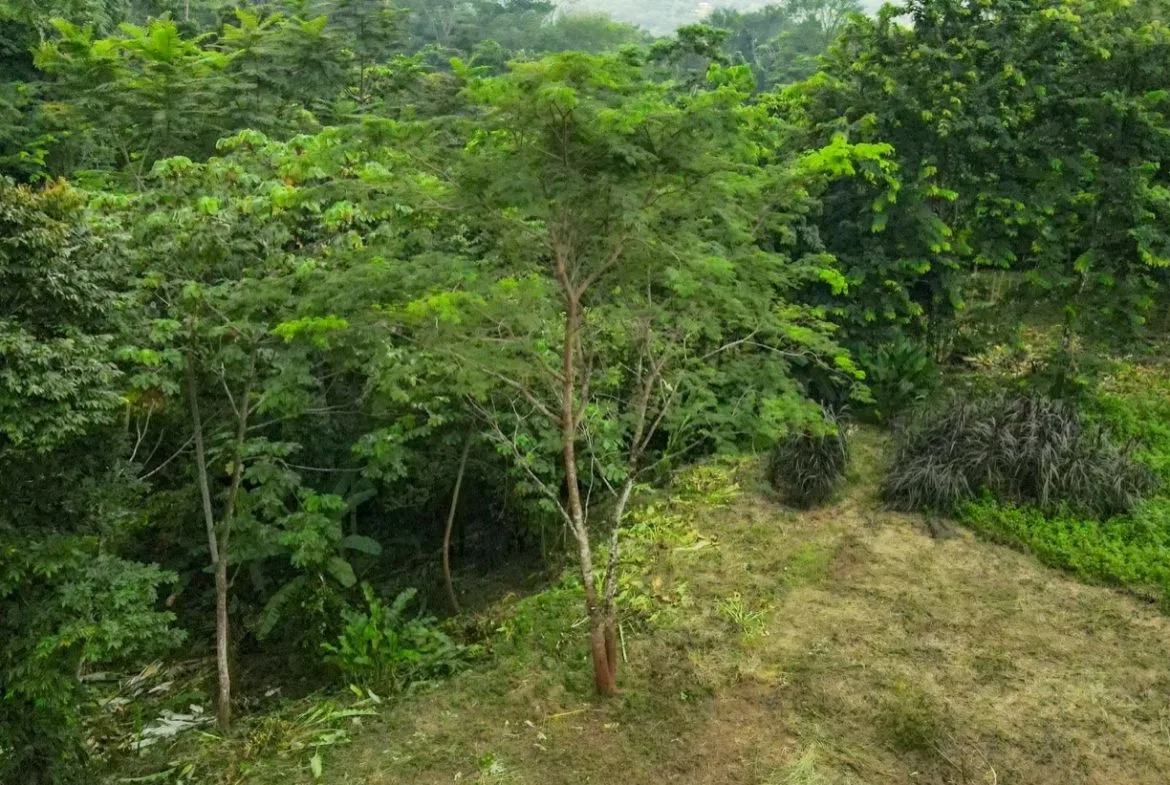 BUILDING JUNGLE PROPERTY NEAR THE RIVER, IN OJOCHAL – 2.44 ACRES, photo 6