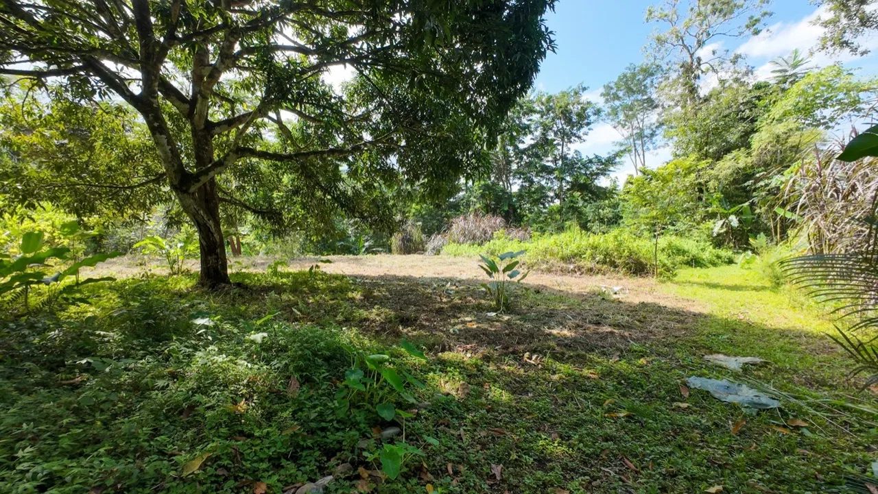 BUILDING JUNGLE PROPERTY NEAR THE RIVER, IN OJOCHAL – 2.44 ACRES, photo 7