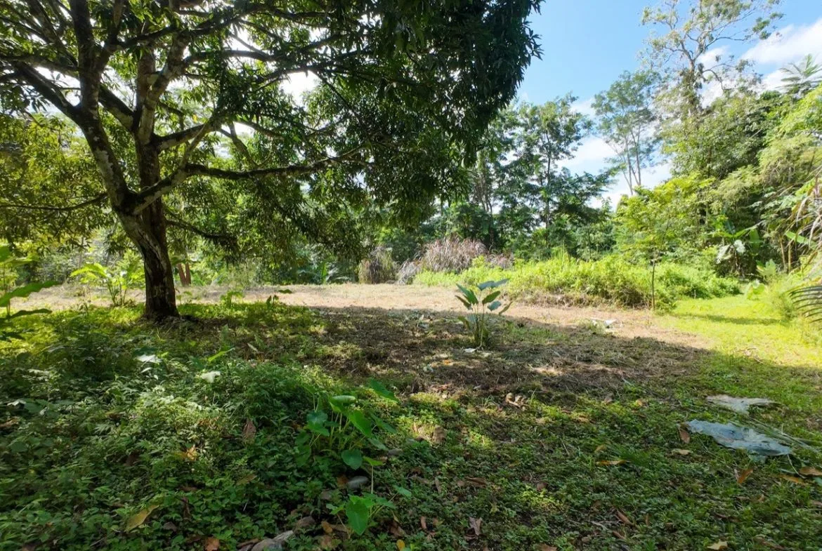BUILDING JUNGLE PROPERTY NEAR THE RIVER, IN OJOCHAL – 2.44 ACRES, photo 8