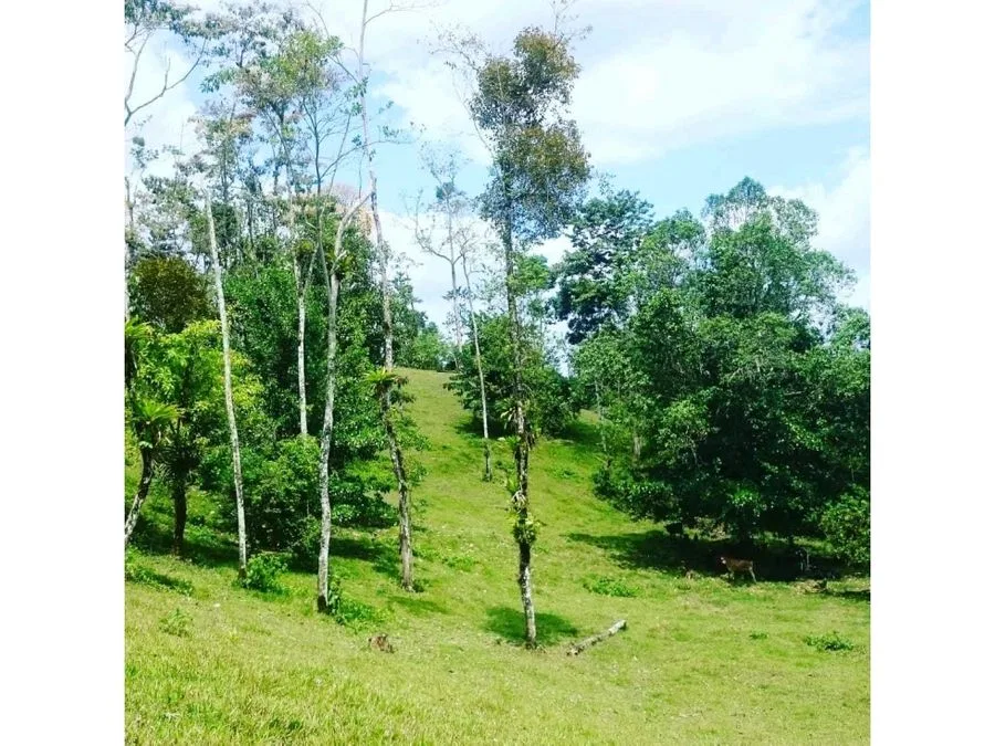 Excelente Finca a 5 minutos de Fortuna