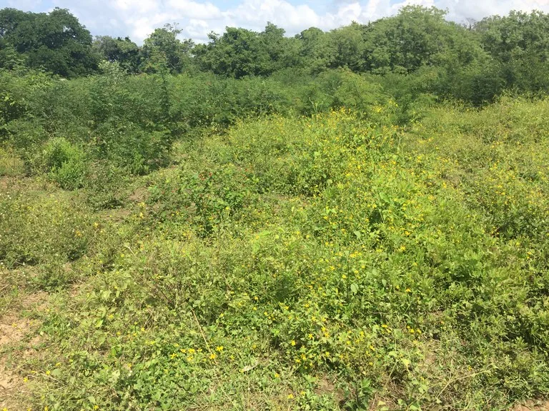 Development Parcel in Guardia