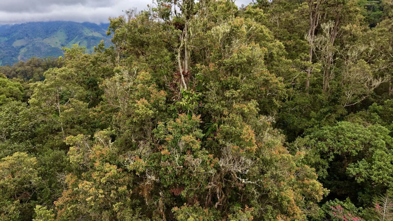 31 Hectares of Cloud Forest in Las Nubes de Páramo | A Unique Investment Opportunity in Costa Rica, photo 12
