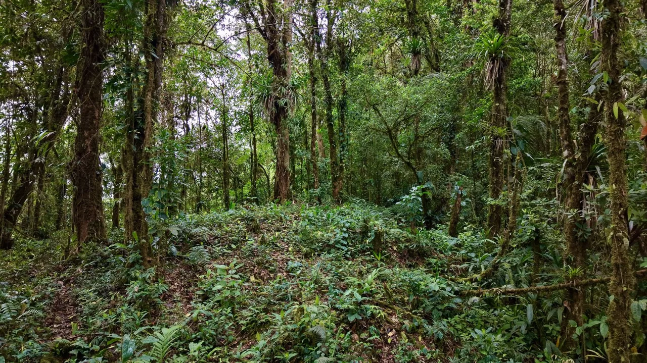 31 Hectares of Cloud Forest in Las Nubes de Páramo | A Unique Investment Opportunity in Costa Rica, photo 4