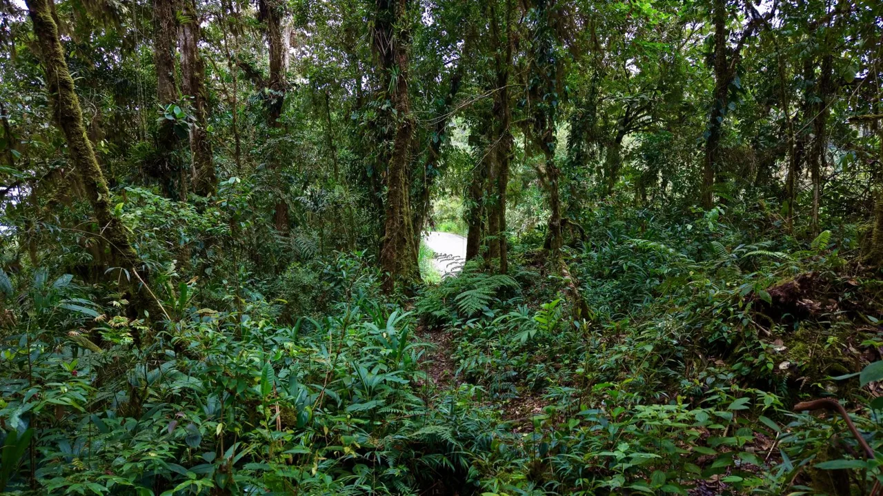 31 Hectares of Cloud Forest in Las Nubes de Páramo | A Unique Investment Opportunity in Costa Rica, photo 5