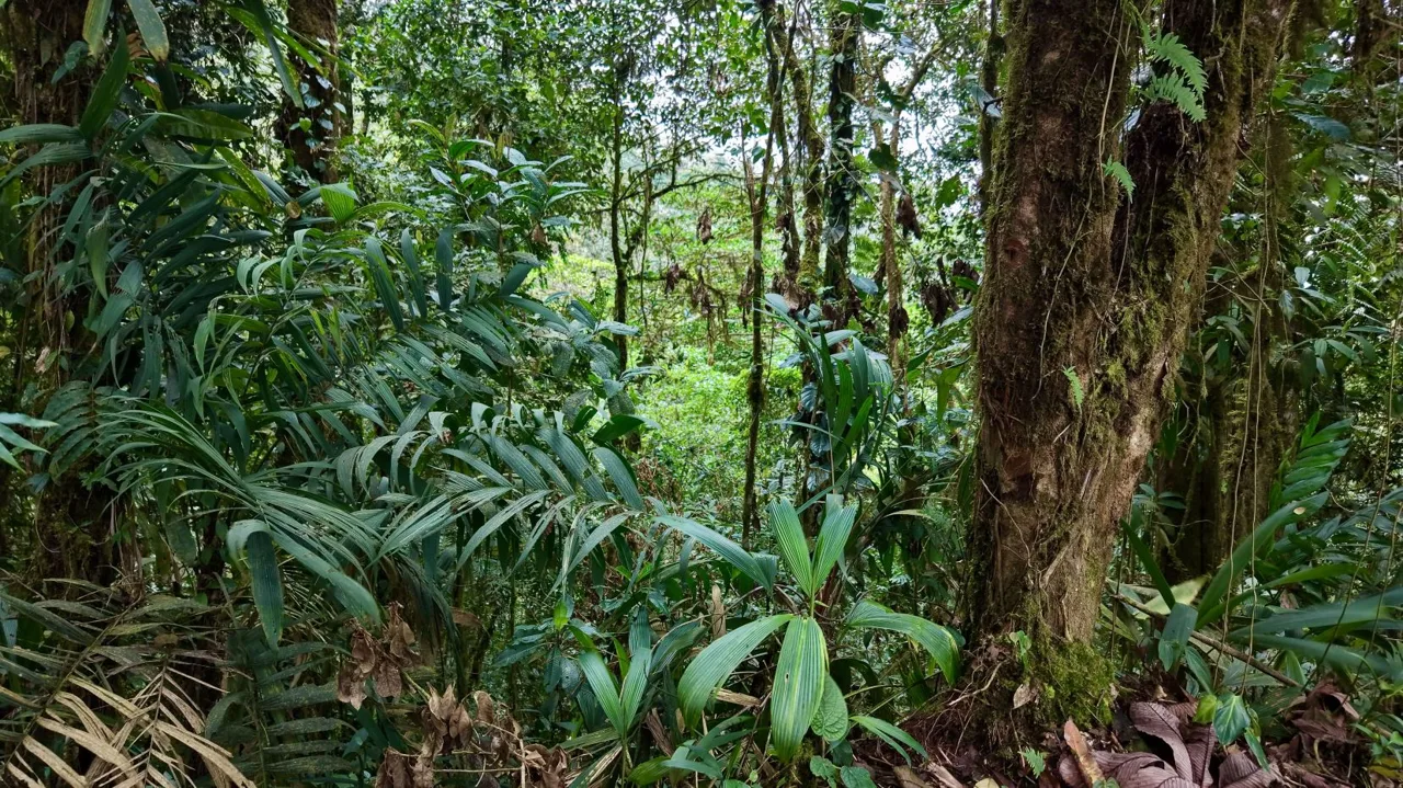 31 Hectares of Cloud Forest in Las Nubes de Páramo | A Unique Investment Opportunity in Costa Rica, photo 6
