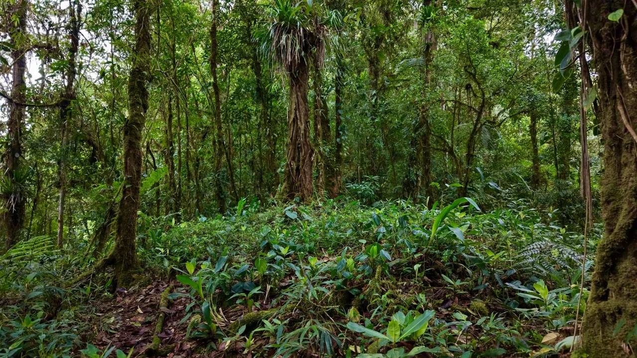 31 Hectares of Cloud Forest in Las Nubes de Páramo | A Unique Investment Opportunity in Costa Rica, photo 7