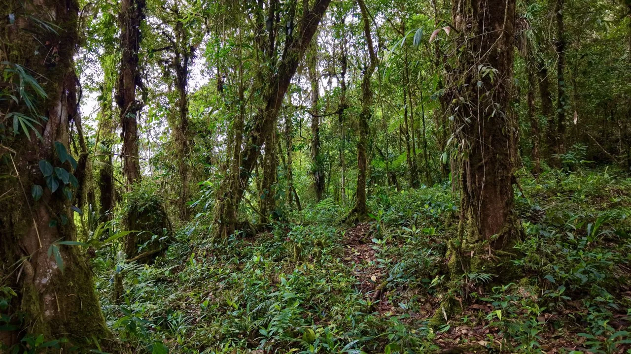 31 Hectares of Cloud Forest in Las Nubes de Páramo | A Unique Investment Opportunity in Costa Rica, photo 8