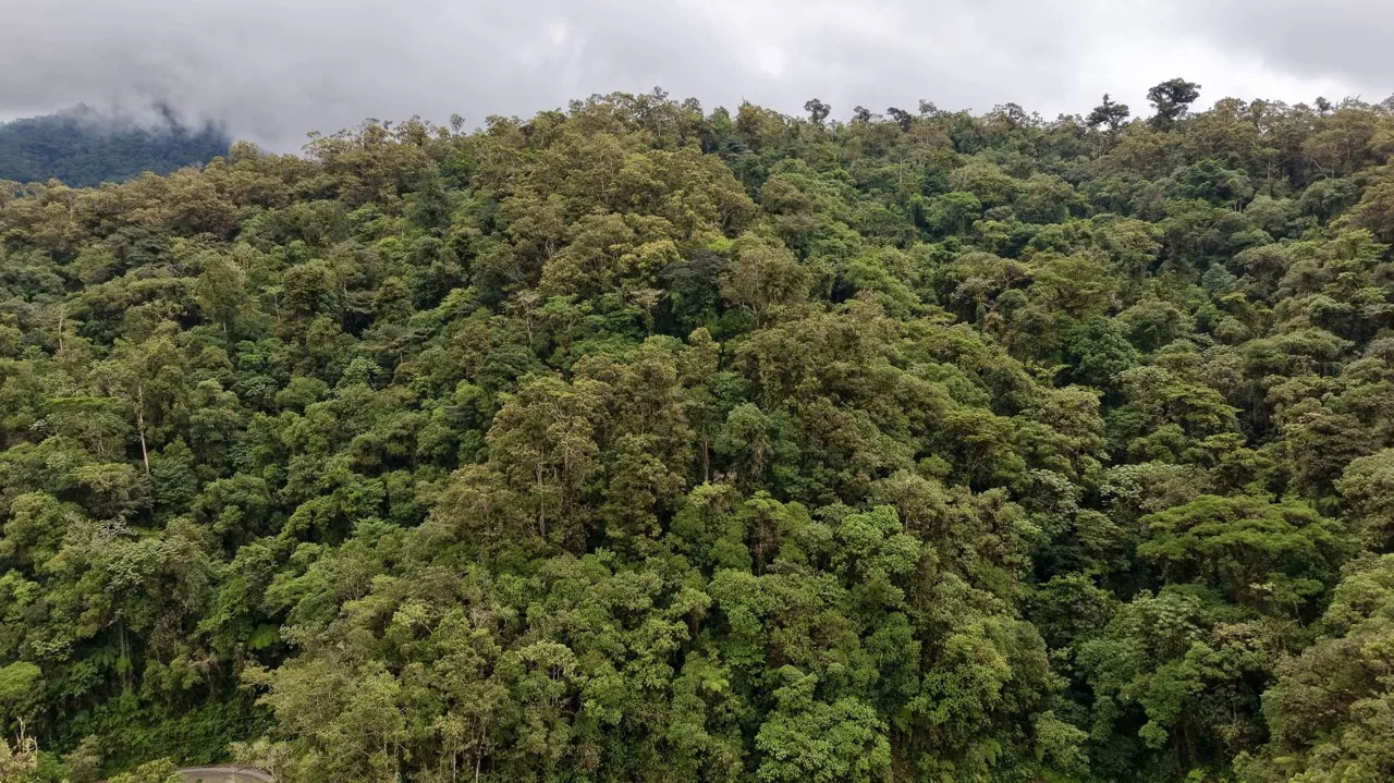31 Hectares of Cloud Forest in Las Nubes de Páramo | A Unique Investment Opportunity in Costa Rica, photo 9