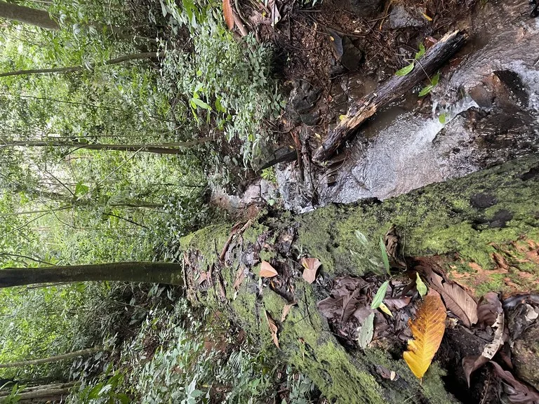 TROPICAL MASTERPIECE – 61.78 ACRES OF OCEANVIEW BLISS WITH WATERFALL: Mountain Development Parcel For Sale in Tres Rios, photo 2