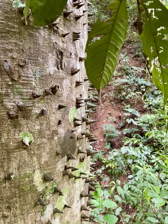 TROPICAL MASTERPIECE – 61.78 ACRES OF OCEANVIEW BLISS WITH WATERFALL: Mountain Development Parcel For Sale in Tres Rios, photo 3