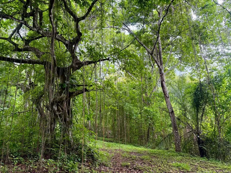 Ocean View Farm for Sale Guanacaste Costa Rica Playa Coyote, photo 15