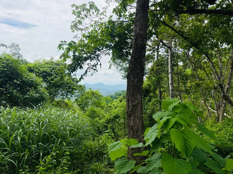 Ocean View Farm for Sale Guanacaste Costa Rica Playa Coyote, photo 7