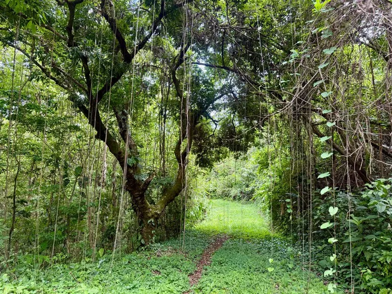 Ocean View Farm for Sale Guanacaste Costa Rica Playa Coyote, photo 8