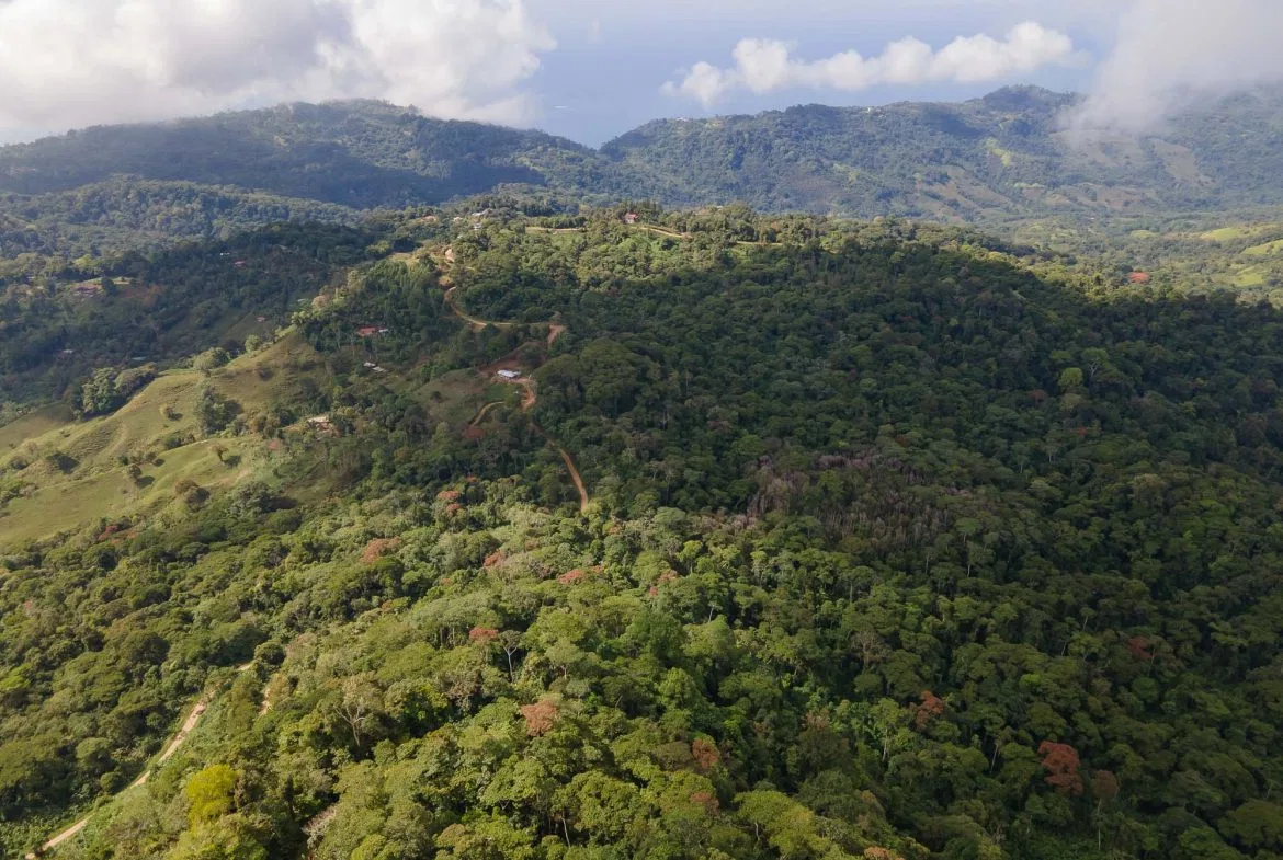 LARGE LAND IN LA FLORIDA DE BARU, OFFERING NATURE’S EMBRACE AND ENDLESS POSSIBILITIES – 264 ACRES, photo 12