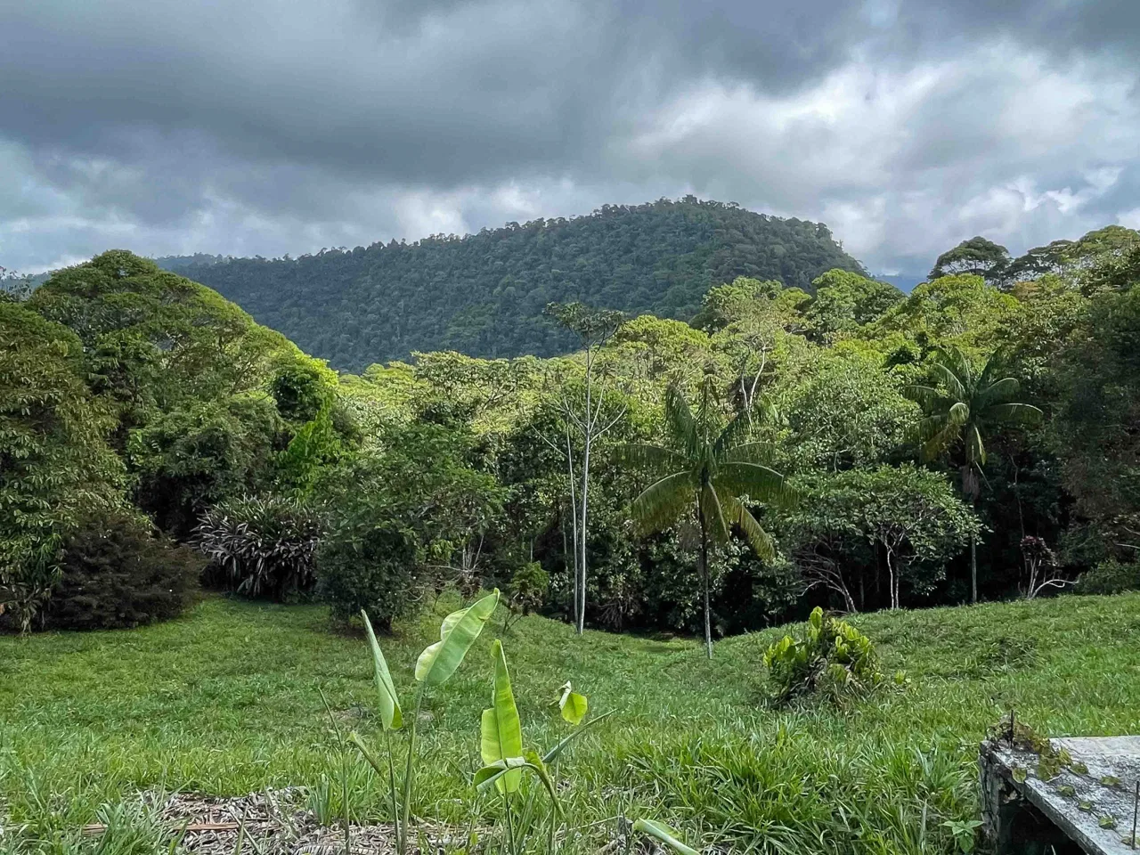 LARGE LAND IN LA FLORIDA DE BARU, OFFERING NATURE’S EMBRACE AND ENDLESS POSSIBILITIES – 264 ACRES, photo 19