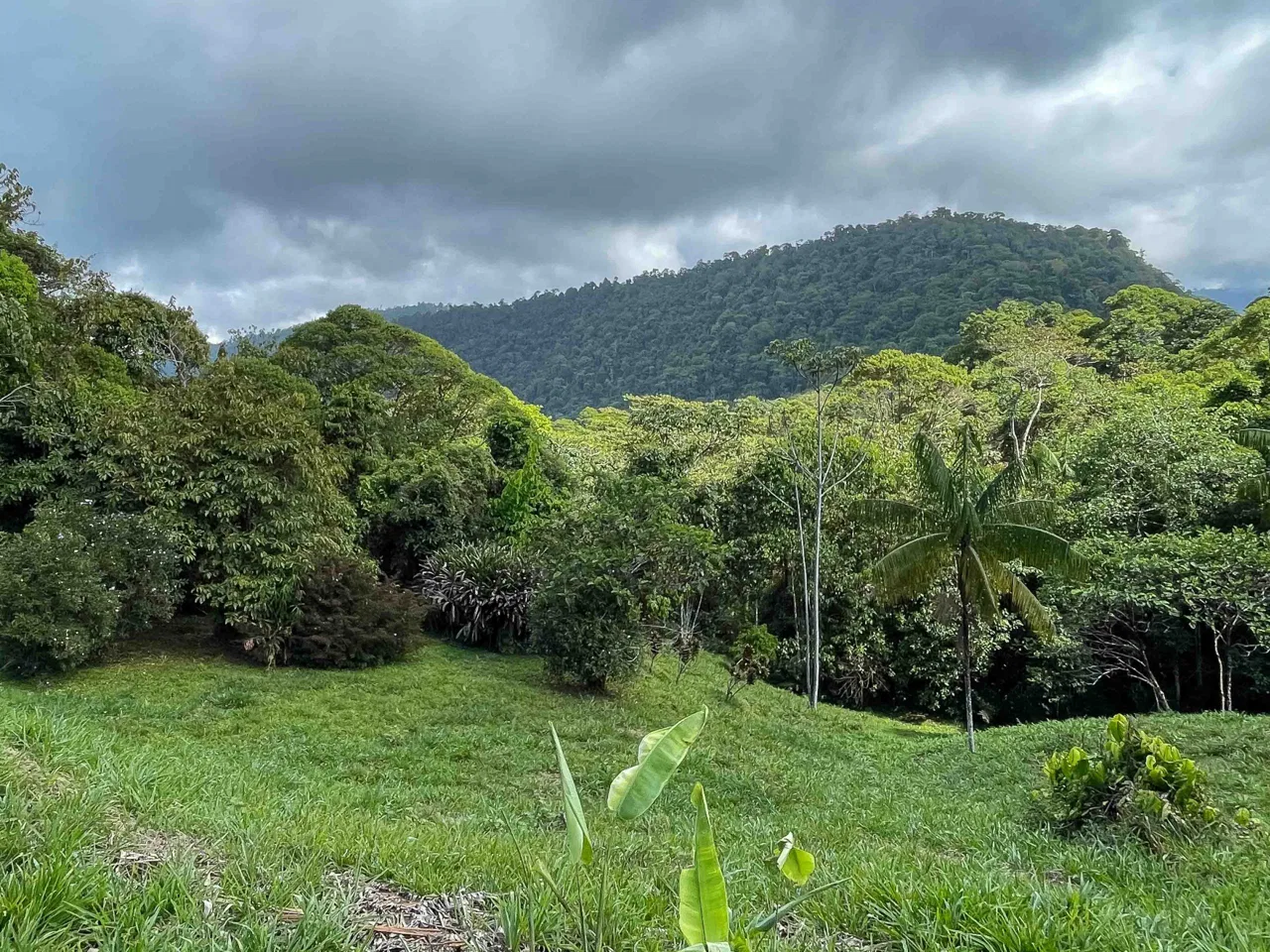 LARGE LAND IN LA FLORIDA DE BARU, OFFERING NATURE’S EMBRACE AND ENDLESS POSSIBILITIES – 264 ACRES, photo 21