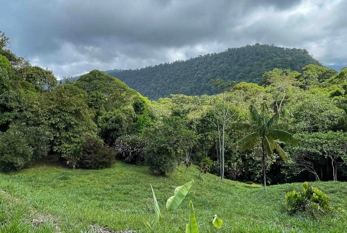 LARGE LAND IN LA FLORIDA DE BARU, OFFERING NATURE’S EMBRACE AND ENDLESS POSSIBILITIES – 264 ACRES, photo 22
