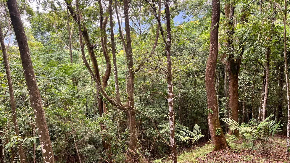 HOME PLUS GUEST VILLA IN TINAMASTES ON 0.61 ACRES, photo 19