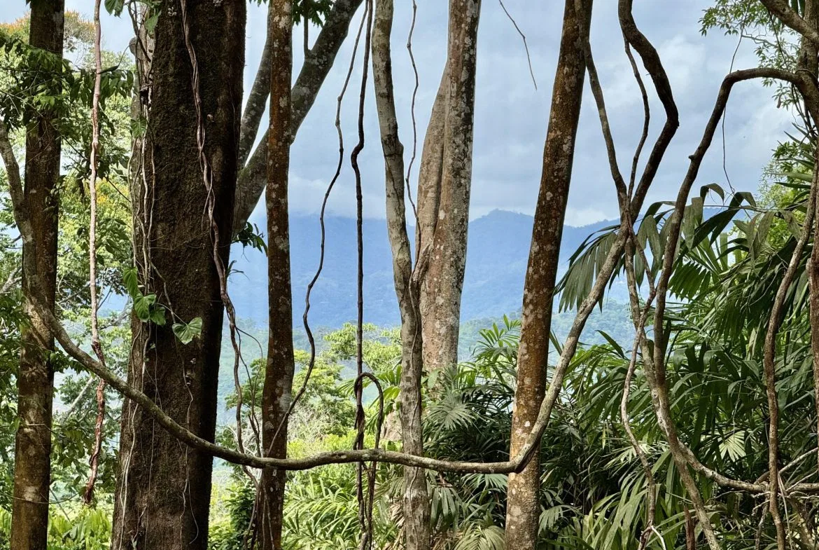 OCEAN AND FOREST VIEW PROPERTY MINUTES TO THE BEACH – 5.11 ACRES, photo 2