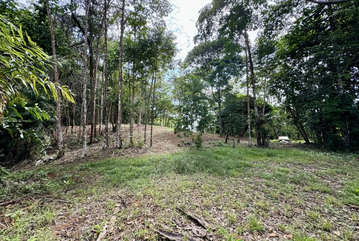 OCEAN AND FOREST VIEW PROPERTY MINUTES TO THE BEACH – 5.11 ACRES, photo 12