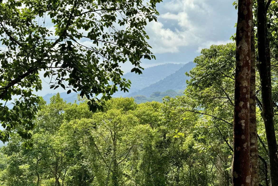 OCEAN AND FOREST VIEW PROPERTY MINUTES TO THE BEACH – 5.11 ACRES, photo 14