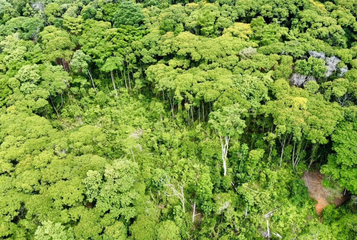OCEAN AND FOREST VIEW PROPERTY MINUTES TO THE BEACH – 5.11 ACRES, photo 16