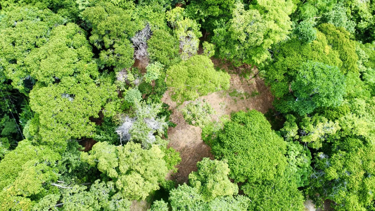 OCEAN AND FOREST VIEW PROPERTY MINUTES TO THE BEACH – 5.11 ACRES, photo 17