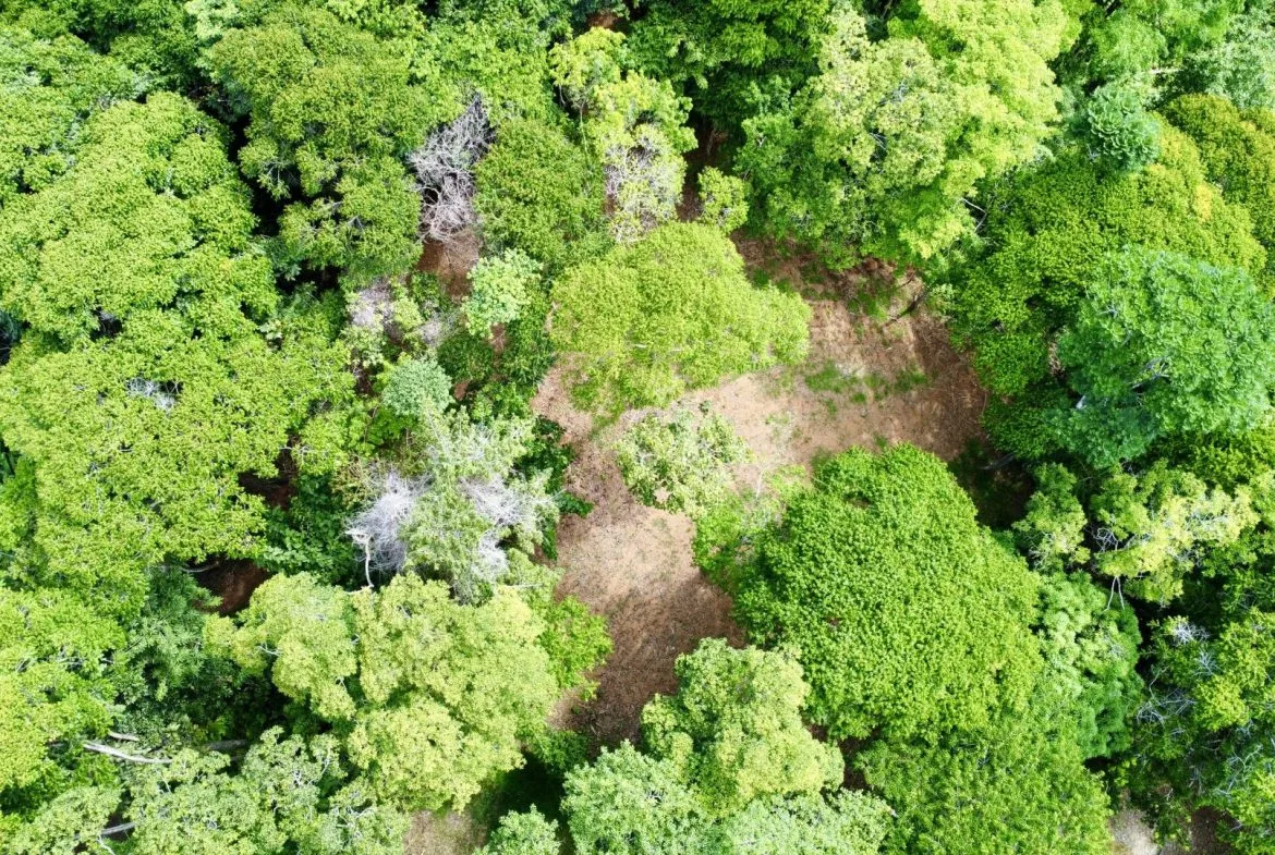 OCEAN AND FOREST VIEW PROPERTY MINUTES TO THE BEACH – 5.11 ACRES, photo 18