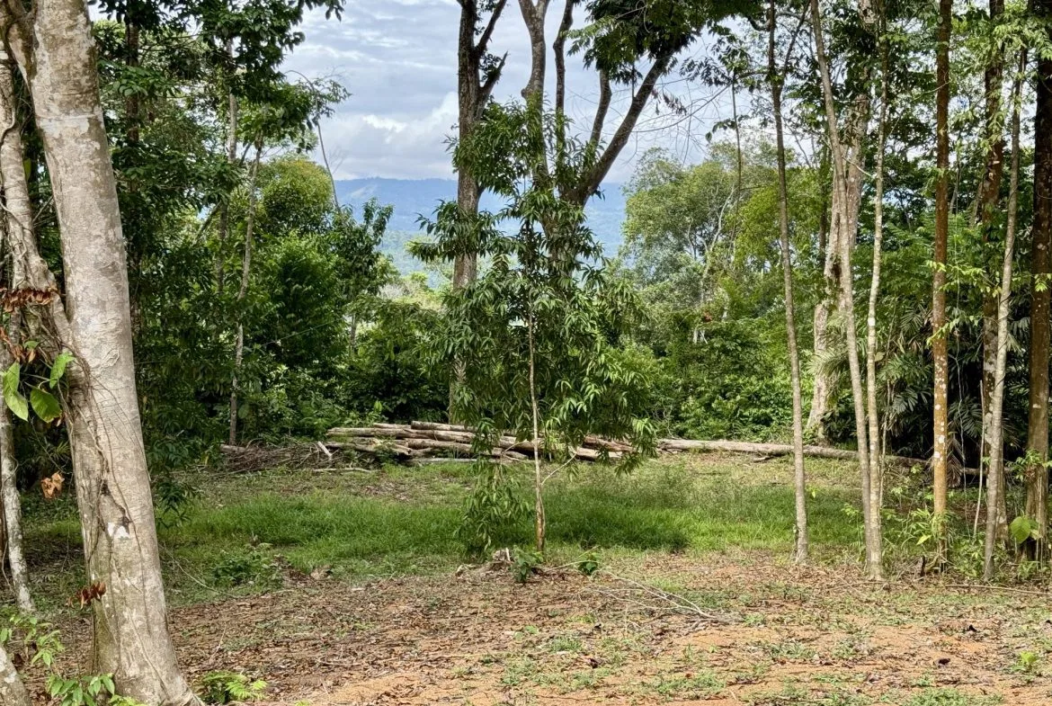 OCEAN AND FOREST VIEW PROPERTY MINUTES TO THE BEACH – 5.11 ACRES, photo 10