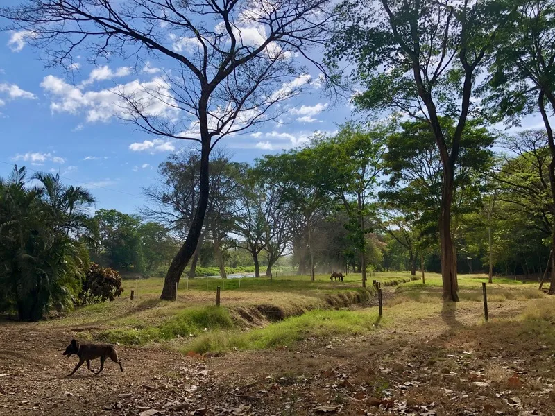 Land For Sale in Nosara, photo 3